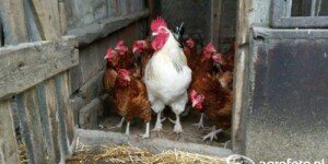 Ogniska ptasiej grypy 2026. Ponad 68 tys. ptaków do utylizacji