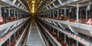 Ogniska rzekomego pomoru 2026 – kolejne w&nbsp;Polsce