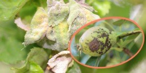 Nowoczesna siarka na choroby roślin sadowniczych