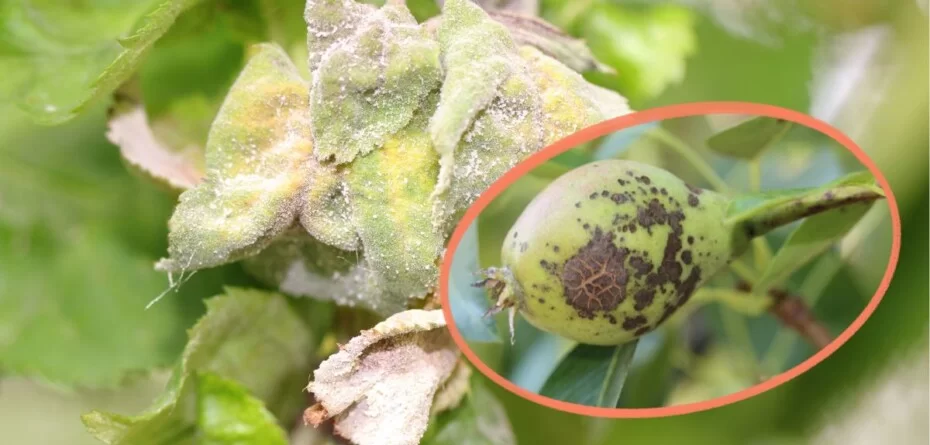 Nowoczesna siarka na choroby roślin sadowniczych