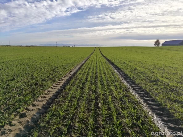 Ceny ziemi rolnej 2026