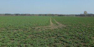 Select Super 120 EC na wczesnowiosenne chwasty jednoliścienne