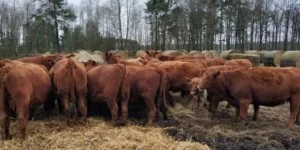 Refundacja ubezpieczenia zwierząt do 10 marca