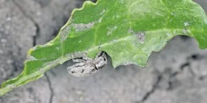 Szarek komośnik w buraku. Ekspert radzi czym zwalczać w 2026