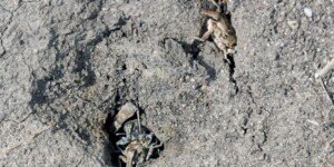 Dlaczego oprysk na szarka komośnika nie działa? 6&nbsp;błędów przy zwalczaniu i&nbsp;rady