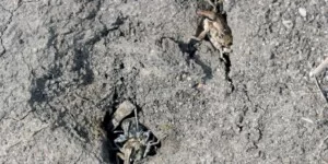 Dlaczego oprysk na szarka komośnika nie działa? 6&nbsp;błędów przy zwalczaniu i&nbsp;rady