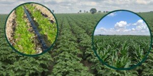 Szkodniki glebowe wiosną. Jak chronić uprawy od początku