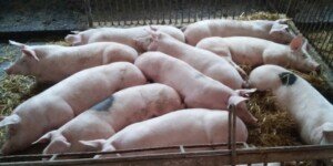 Ceny tuczników przed Wielkanocą. Spadki zamiast podwyżek