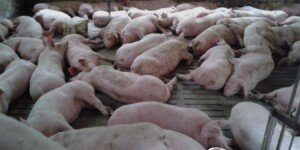 Ceny tuczników 2026 zatrzymały się. Czy teraz spadną?