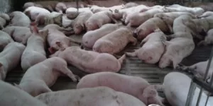 Ceny tuczników 2026 zatrzymały się. Czy teraz spadną?