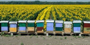 Dofinansowanie do pszczół 2026. 80 mln zł do podziału