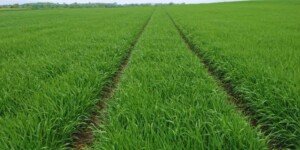 W jakich temperaturach stosować fungicydy. Jak zadbać o&nbsp;zdrowotność roślin?