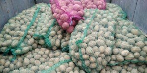 Ceny ziemniaków spadają. Eksport ratuje rynek, ale nie wszystkich