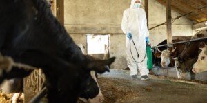 Bioasekuracja 2026: HPAI, ND i&nbsp;pryszczyca. Co sprawdzić w&nbsp;gospodarstwie