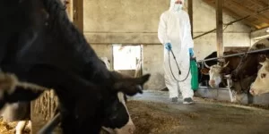 Bioasekuracja 2026 w gospodarstwie – dezynfekcja obory i kontrola zdrowia bydła przez pracownika w odzieży ochronnej