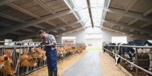Ekoschemat dobrostan zwierząt 2026 – najważniejsze zmiany i&nbsp;terminy dla hodowców