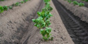 Jak skutecznie zwalczać chwasty w&nbsp;ziemniaku? Nowoczesna strategia przedwschodowa