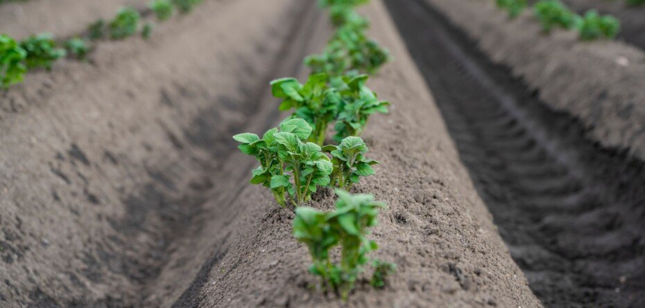 Jak skutecznie zwalczać chwasty w ziemniaku? Nowoczesna strategia przedwschodowa