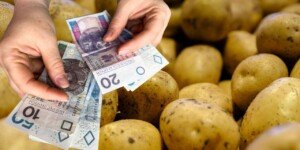 Dramat rolników: ceny ziemniaków tąpnęły o&nbsp;1/4. Resort ma plan, jak pomóc rolnikom
