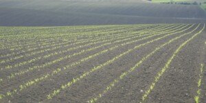 NOWOŚĆ. Opinie rolników o&nbsp;bakteriach azotowych a&nbsp;wyniki z&nbsp;pola