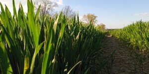 Nowa strategia nawożenia azotem. Rozwiązania na trudne czasy, ale nie tylko