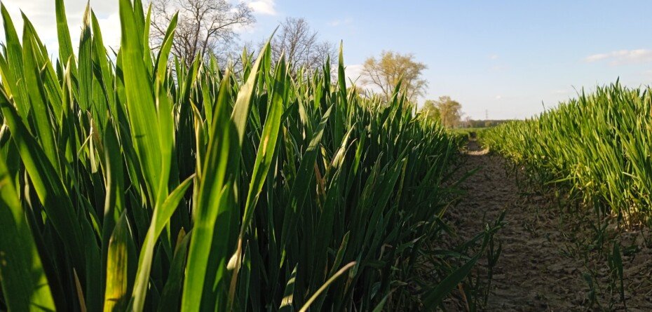 Nowa strategia nawożenia azotem. Rozwiązania na trudne czasy, ale nie tylko
