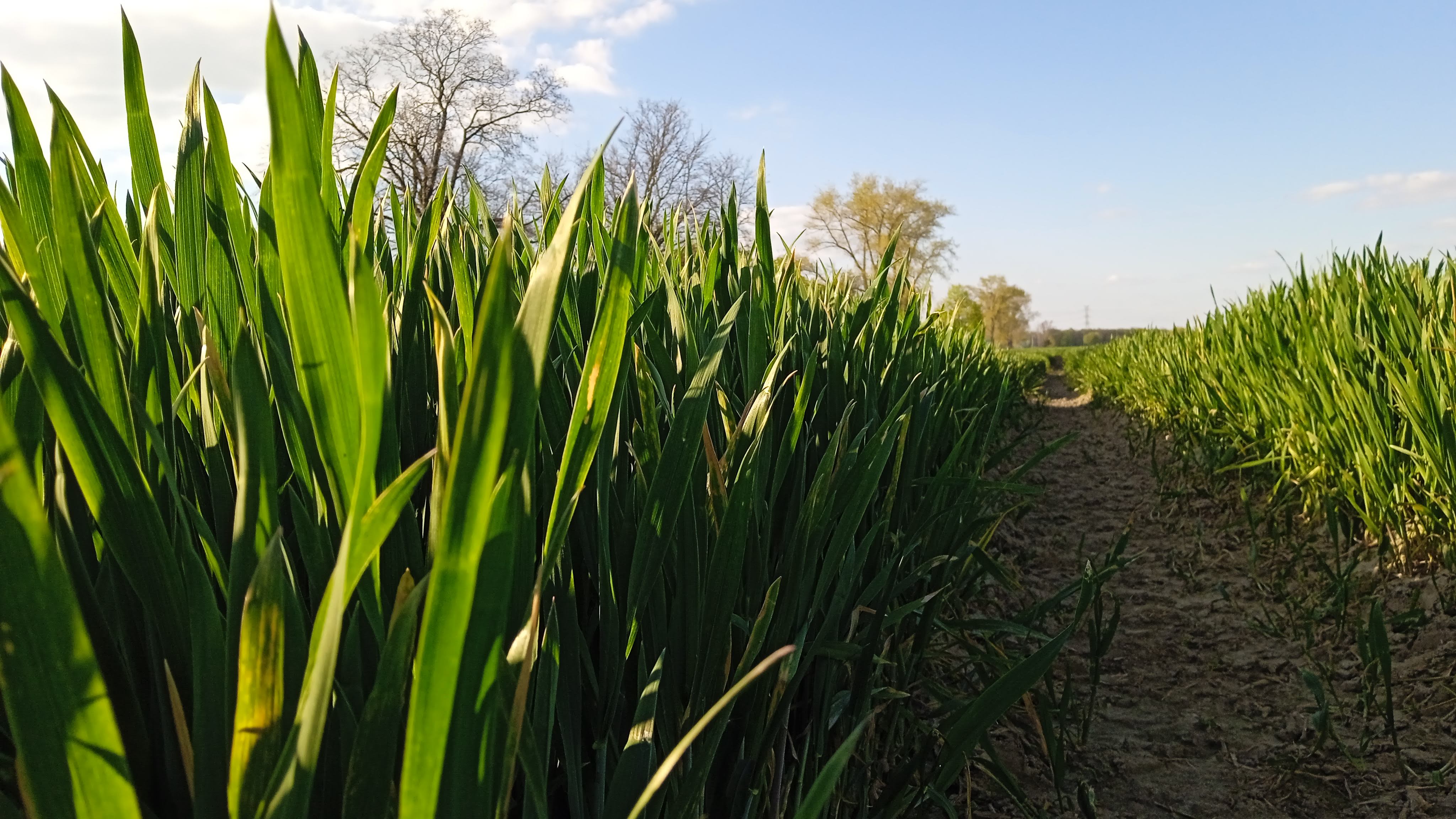 Nowa strategia nawożenia azotem. Rozwiązania na trudne czasy, ale nie tylko