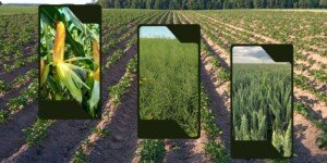 Nowa substancja ułatwi i poprawi zwalczanie chwastów