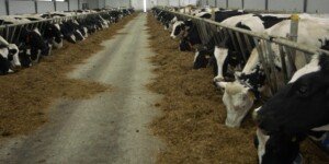 Stawki dobrostanu zwierząt 2025 już obowiązują. ARiMR może naliczać wypłaty