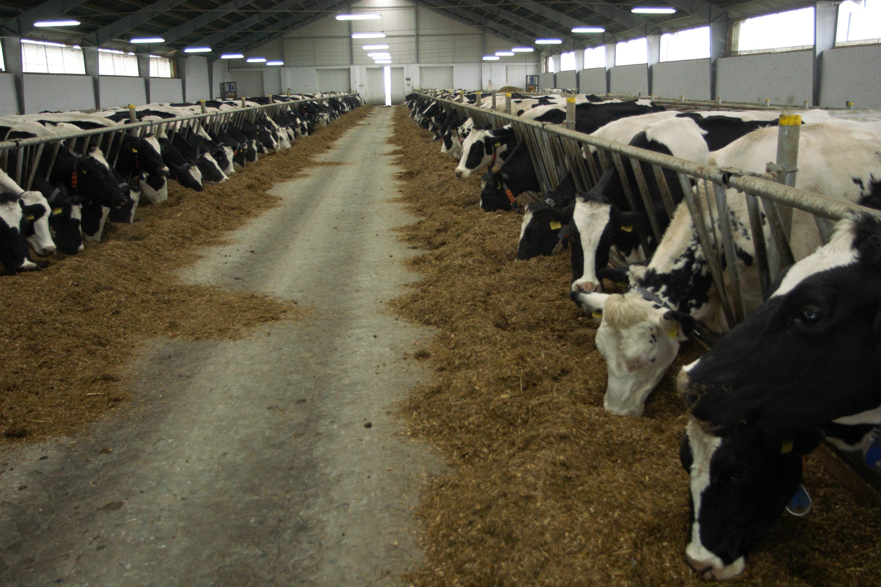 Stawki dobrostanu zwierząt 2025 już obowiązują. ARiMR może naliczać wypłaty