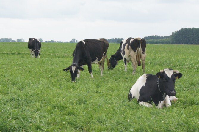 Stawki dobrostanu zwierząt 2025