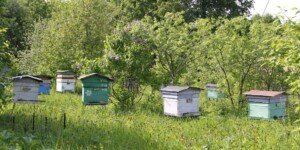 Rejestracja zwierząt obowiązkowa. Rolnicy mają czas do 18 czerwca