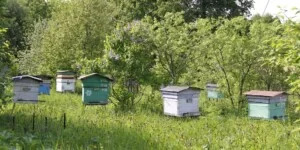 Rejestracja zwierząt obowiązkowa. Rolnicy mają czas do 18 czerwca