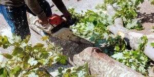 Wycinka drzew na gruntach KOWR