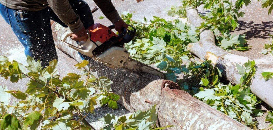 Wycinka drzew na gruntach KOWR