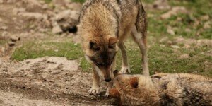 Szkody powodowane przez dziką zwierzynę rosną. Rolnicy: tracimy kontrolę