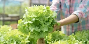 277 zł za 1&nbsp;dzień pracy. Tak działają składki za pomocnika rolnika