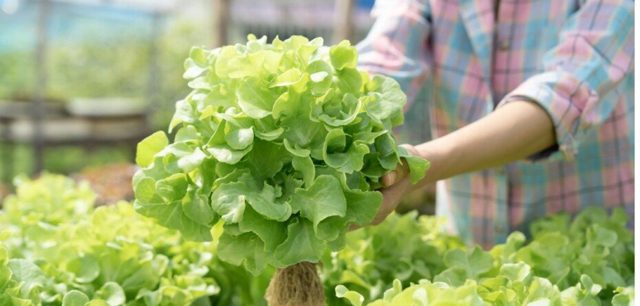 277 zł za 1 dzień pracy. Tak działają składki za pomocnika rolnika