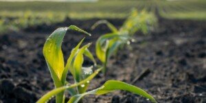 Nowe techniki genomowe: UE zmienia zasady dla rolników