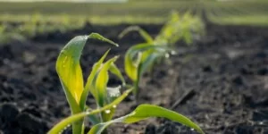 Nowe techniki genomowe: UE zmienia zasady dla rolników