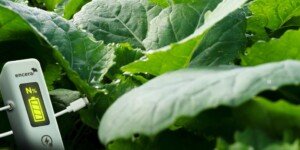 Rzepak ozimy: 10 na 10 lokalizacji z&nbsp;wynikiem wyższym od kontroli. Co pokazały doświadczenia z&nbsp;ENCERA WG?