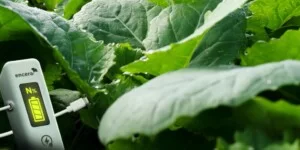 Rzepak ozimy: 10 na 10 lokalizacji z&nbsp;wynikiem wyższym od kontroli. Co pokazały doświadczenia z&nbsp;ENCERA WG?