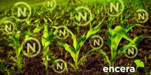 Kukurydza na ziarno: do +20,7% plonu. Co pokazały doświadczenia z&nbsp;ENCERA WG?