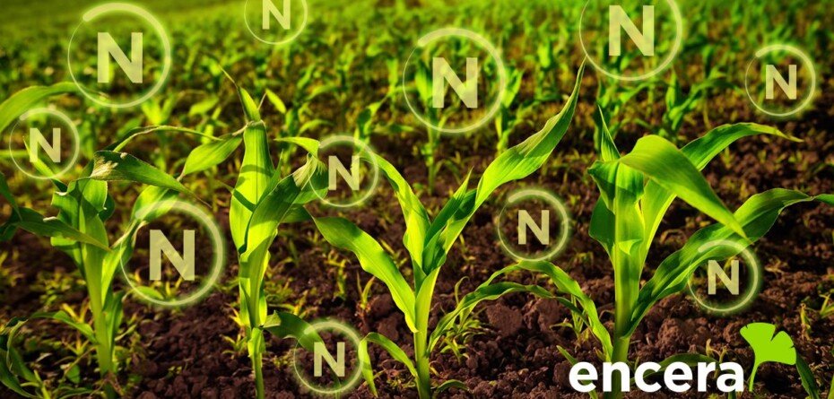 Kukurydza na ziarno: do +20,7% plonu. Co pokazały doświadczenia z&nbsp;ENCERA WG?