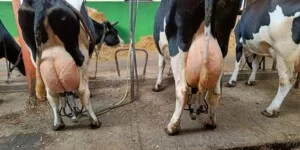 Ceny skupu mleka 2026. Rolnicy pokazują stawki i&nbsp;pytają, gdzie jest dno