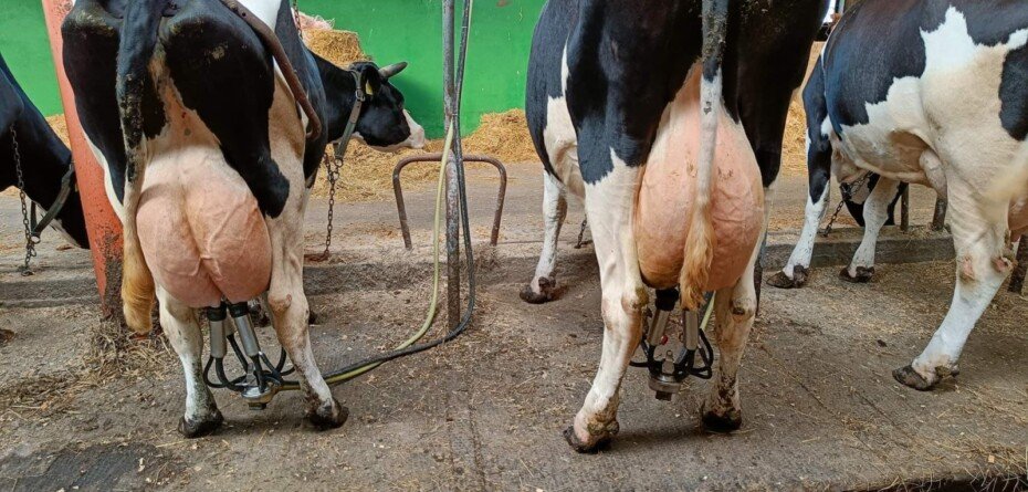 Ceny skupu mleka 2026. Rolnicy pokazują stawki i pytają, gdzie jest dno