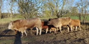 Polska wołowina z własną marką-bydło rasa mięsna blonde-d'aquitaine- nowoczesna francuska rasa bydła mięsnego