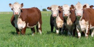 Eksport wołowiny do Japonii rośnie. Znika kluczowa bariera