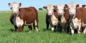 Eksport wołowiny do Japonii rośnie. Znika kluczowa bariera