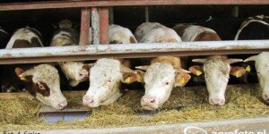 Nowe obowiązki dla hodowców zwierząt. 18 czerwca to kluczowy termin